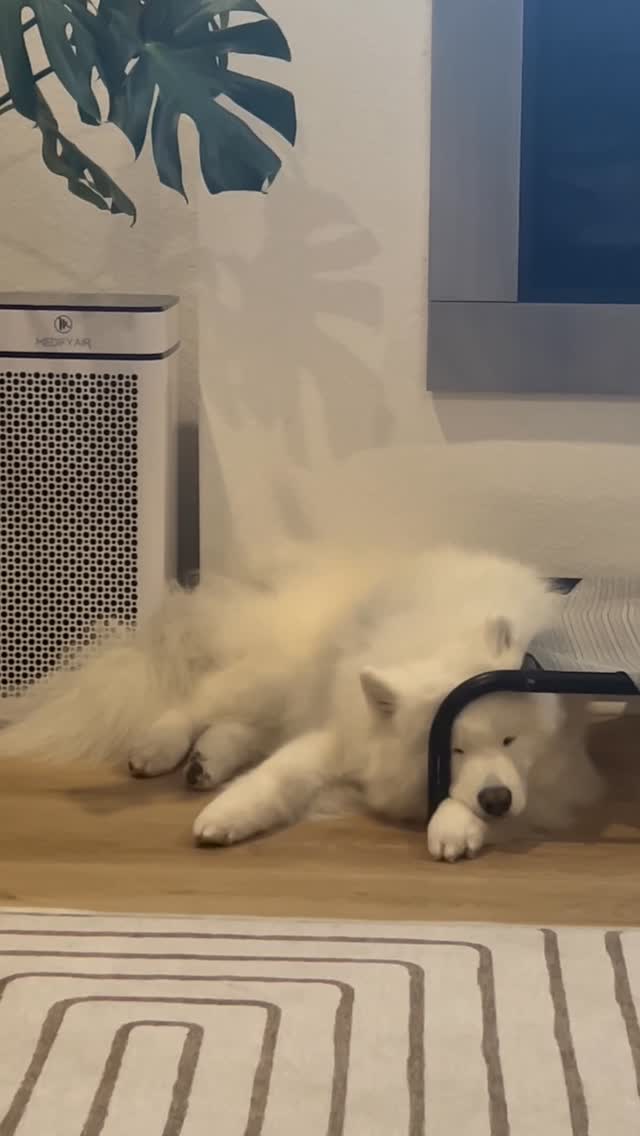 Instagram post by @nubethesamoyed for WeRateDogs. Caption reads: This is Nube. She is a modern piano pawdigy. So....