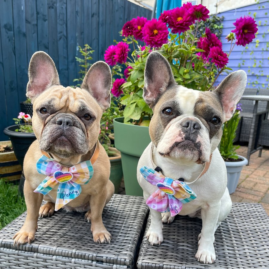 Instagram post by @prettypennyandindy for Fur the Love of Toys. Caption reads: We’re not sure if it’s Won’t Look Wednesday, Will....