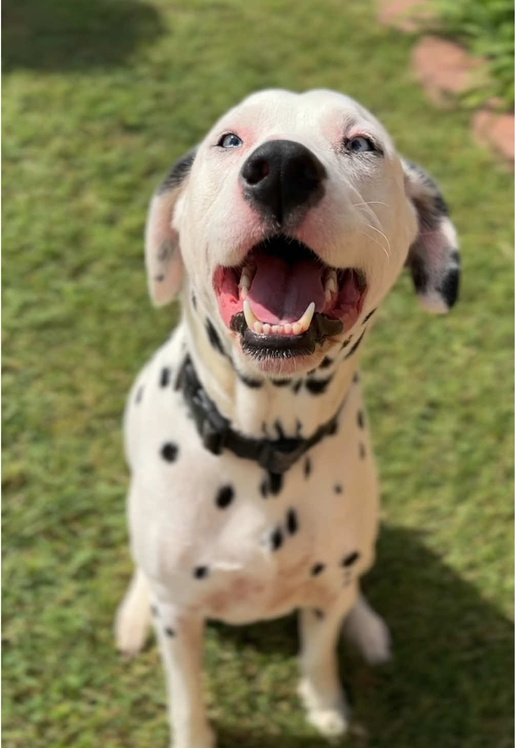 TikTok post by @madelynn_finn for Dog is Human. Caption reads: Subscribe and Save with Dog is Human and get 20%....