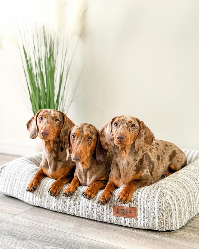 Instagram post by @thedaxietrio_ for FunnyFuzzy. Caption reads: [...] mode on our comfy new bed from @funnyfuzzyuk....