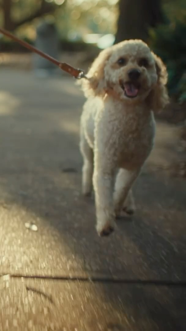 Instagram post by @lolojones for Purina Pro Plan. Caption reads: #ad Loki and I have teamed up with Purina @Proplan....