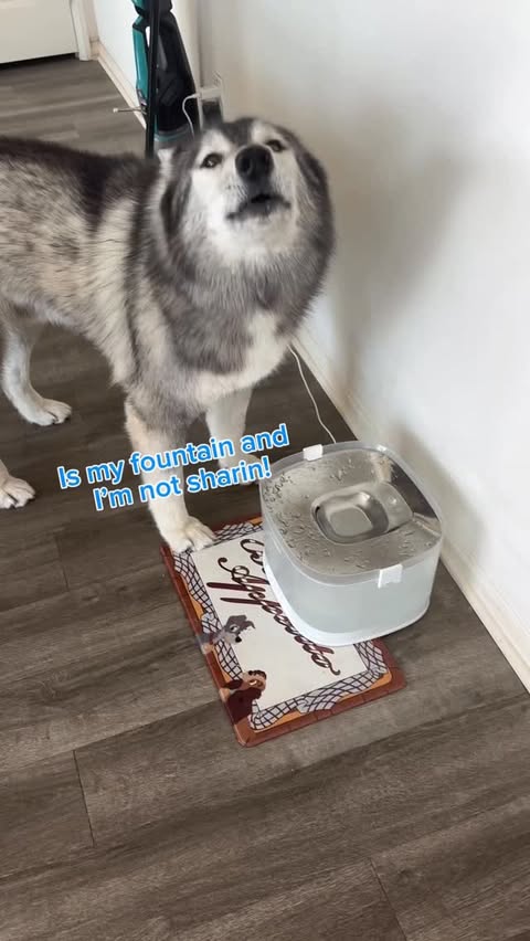 Instagram post by @sassyhuskies for Cheerble. Caption reads: We got a new fountain from @cheerble_global and....