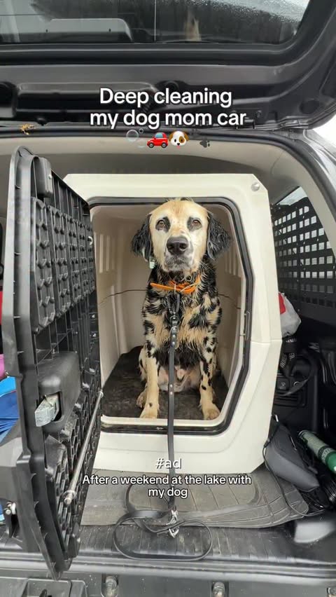 Instagram post by @ryderdalmatian for Meguiar’s. Caption reads: Deep cleaning my dog mom car with @meguiars ! #ad....