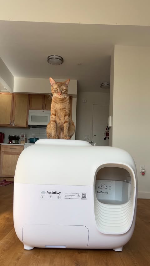 Instagram post by @one_red_rose for PetSnowy. Caption reads: [...] a pet owner could ask for 🎁🎅🏽🐾 The....