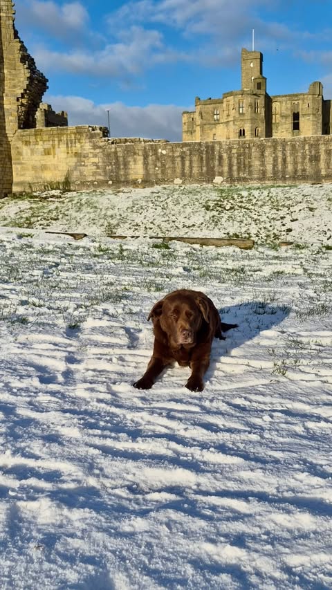 Instagram post by @king_rolo_b for YuMOVE. Caption reads: Living My Best Life With @yumove_uk New Year Same....