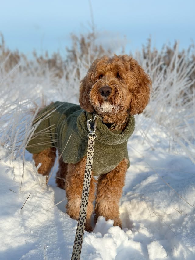 Instagram post by @goodboihermann for PAIKKA. Caption reads: [...] 𝗳𝗹𝘂𝗳𝗳 🐻❄️ AD | Sherpa shirt from....
