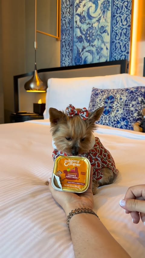 Instagram post by @nycyorkiegirls for Edgard & Cooper. Caption reads: #EdgardCooperPartner Do you have a picky eater....