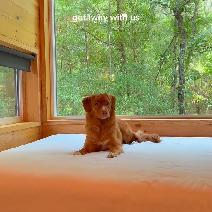 Instagram post by @mochi.the.aussie for Postcard Cabins. Caption reads: Take us back 🏕️🛶

@postcardcabins provides all....