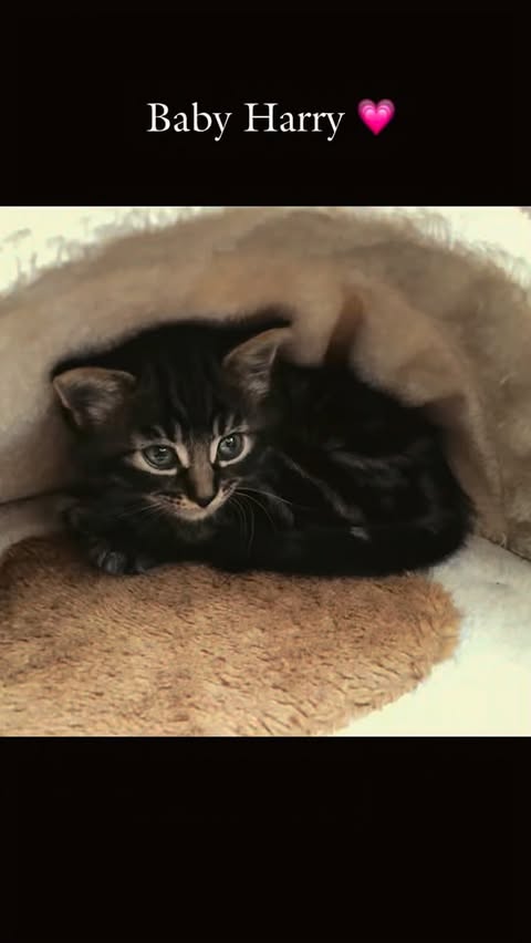 Instagram post by @genevieve__harris for KatKin. Caption reads: [...] swap his regular kibble for @katkin.club....