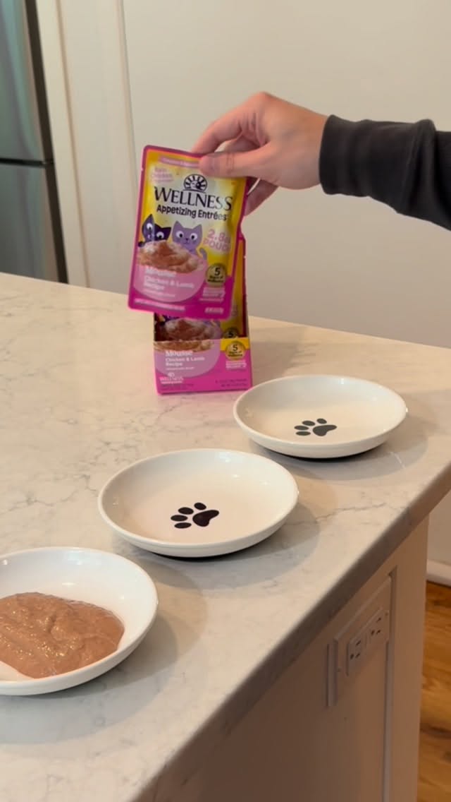 Instagram post by @thectorangeboys for Wellness Pet Food. Caption reads: #ad We’ve perfected the orange cat morning with....