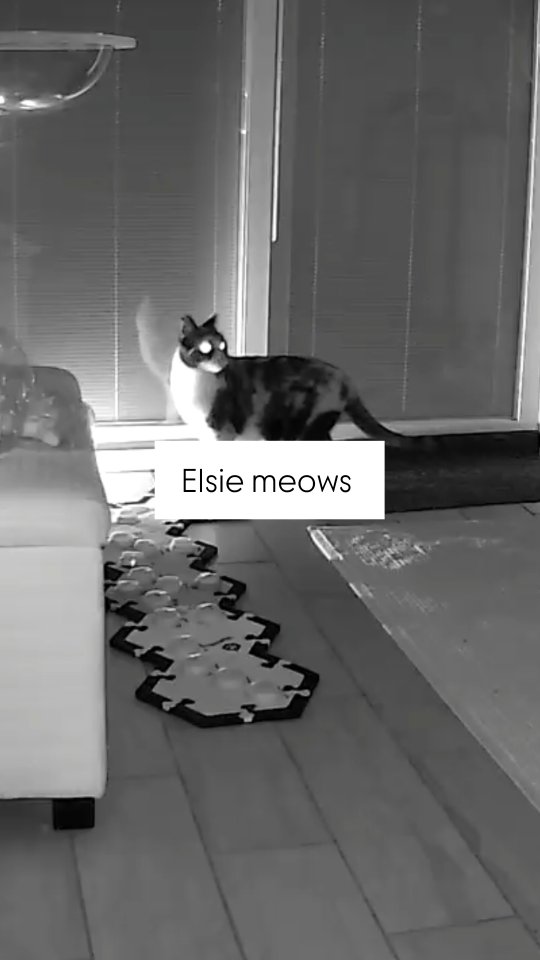 Instagram post by @elsiewants for FluentPet. Caption reads: The reason this is in black and white is that it....