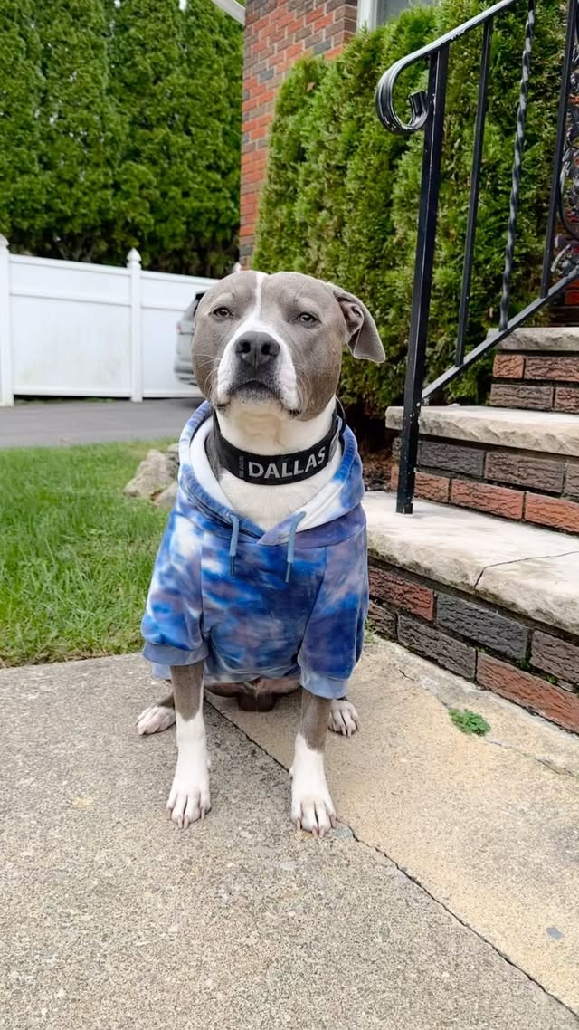 Instagram post by an influencer for SPARK PAWS. Caption reads: When @sparkpawsofficial is slowly becoming an....