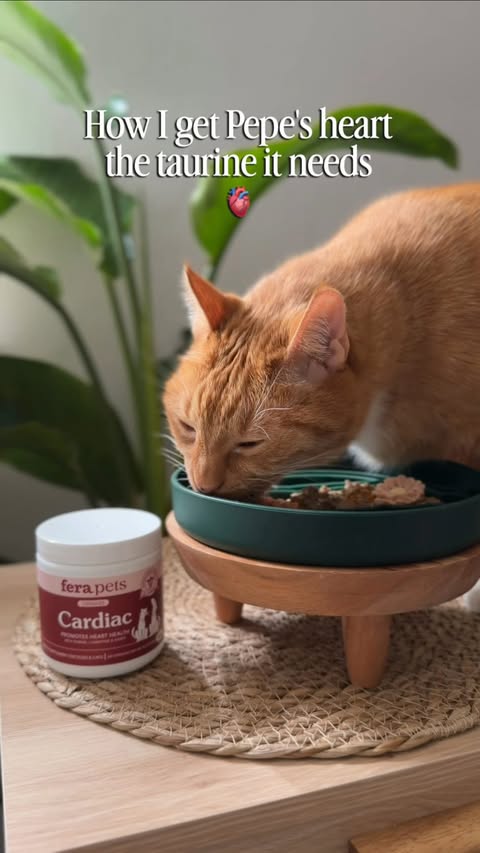 Instagram post by @pepethegingercat for Fera Pets. Caption reads: [...] as they grow. 🫀🐾 Cardiac Support by Fera....