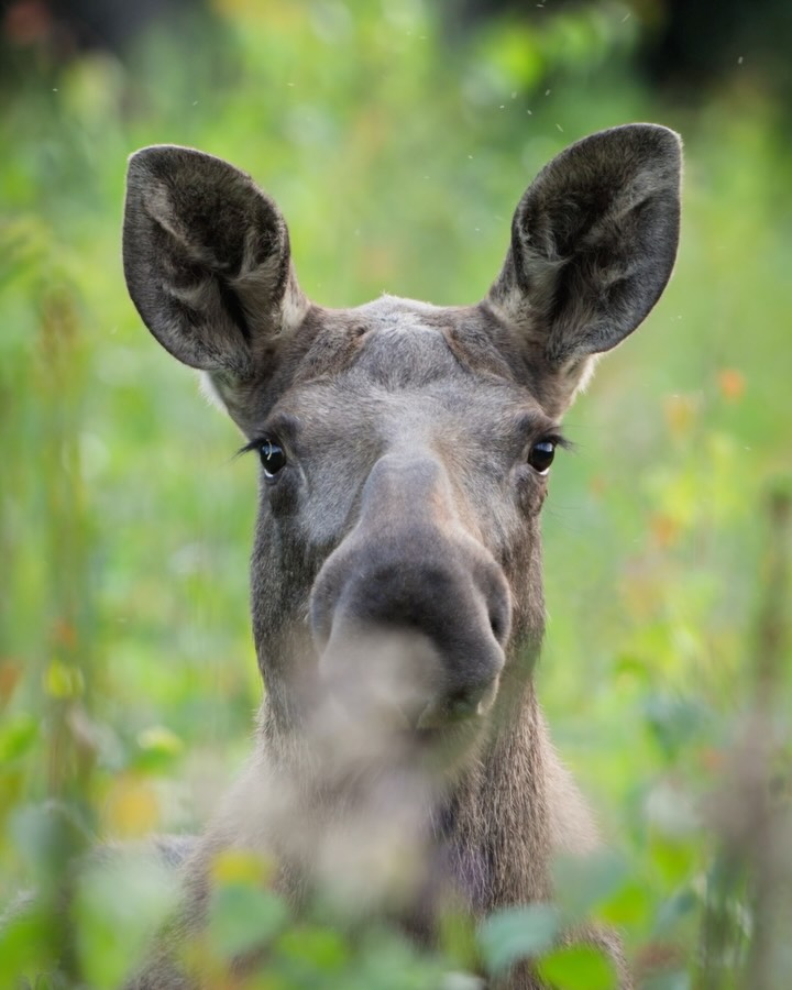 Instagram post by @gamanderlopez for JACK WOLFSKIN. Caption reads: [...] when travelling to Sweden with the....