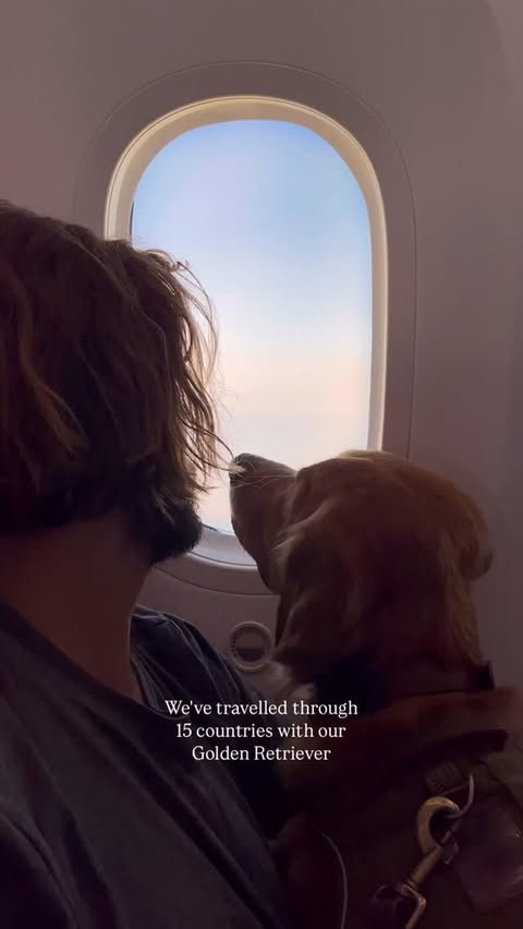 Instagram post by @thetravellinggolden for Tractive. Caption reads: [...] gift for travel dogs…

Can you believe....