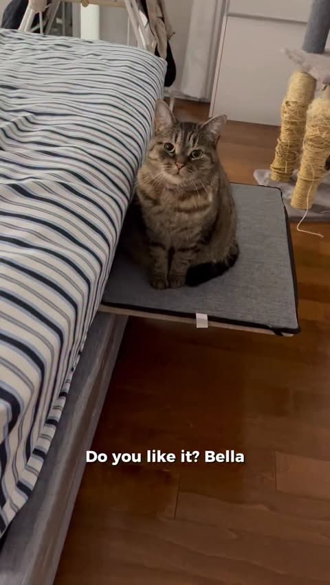 Instagram post by @bellabellarda for Petsfit. Caption reads: Another beautiful gift from our great friends at....