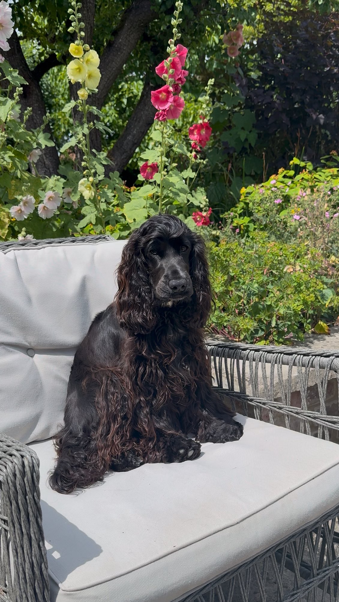 Instagram post by @life.with.lily.and.amber for Ruff and Tumble. Caption reads: Spend the day with me and Amber 🤍 

Products....