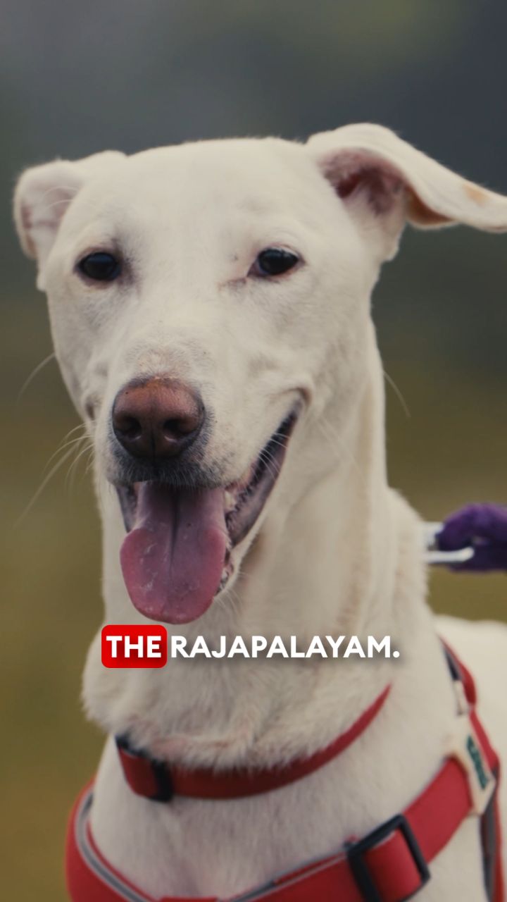 Instagram post by @powerdrift for Hyundai India. Caption reads: Canines of India returns and this time the....