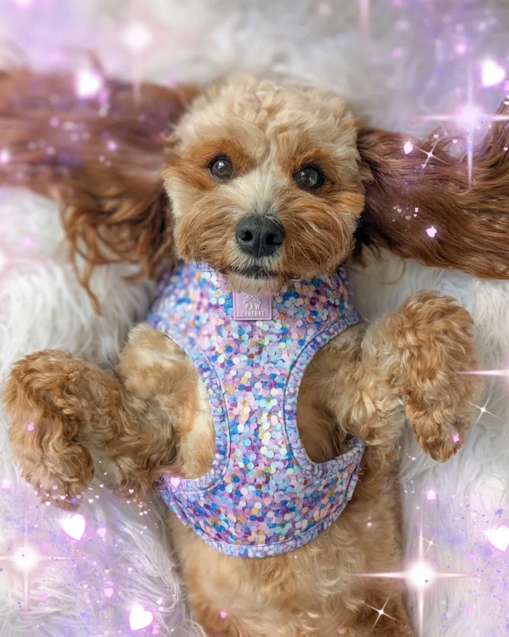 Instagram post by @penny.the.teddy for Paw Couture. Caption reads: [...] Absolutely obsessed with the....