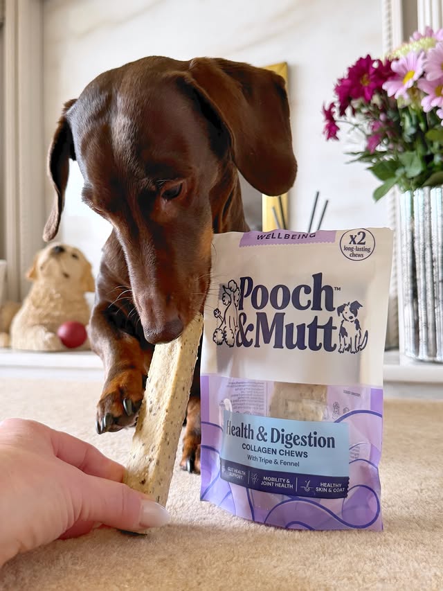 Instagram post by @frankie_dachshund03 for Pooch and Mutt. Caption reads: [...] eyes off the NEW COLLAGEN CHEWS from....