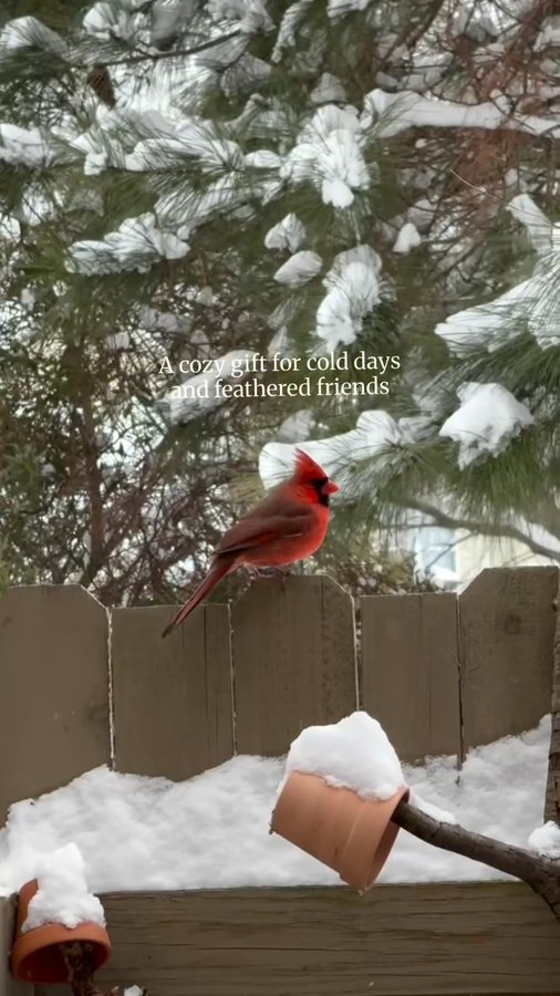 Instagram post by @ana_explorando for Birdfy. Caption reads: [...] one of my favorite little joys. The Birdfy....