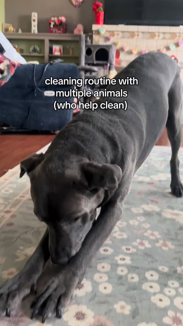 Instagram post by @haleyandthepets for Oneisall. Caption reads: [...] are absolutely loving the air purifier....