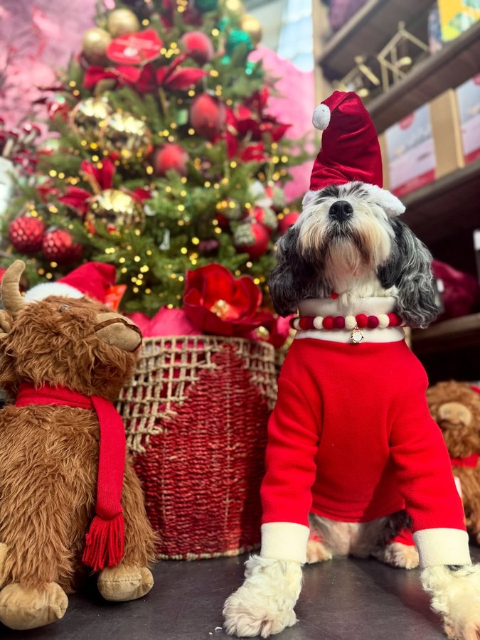 Instagram post by @corrie_and_co for Poochie Pals. Caption reads: ❤️🎅 Santa Paws Is Coming To Town 🎅❤️ Today is....