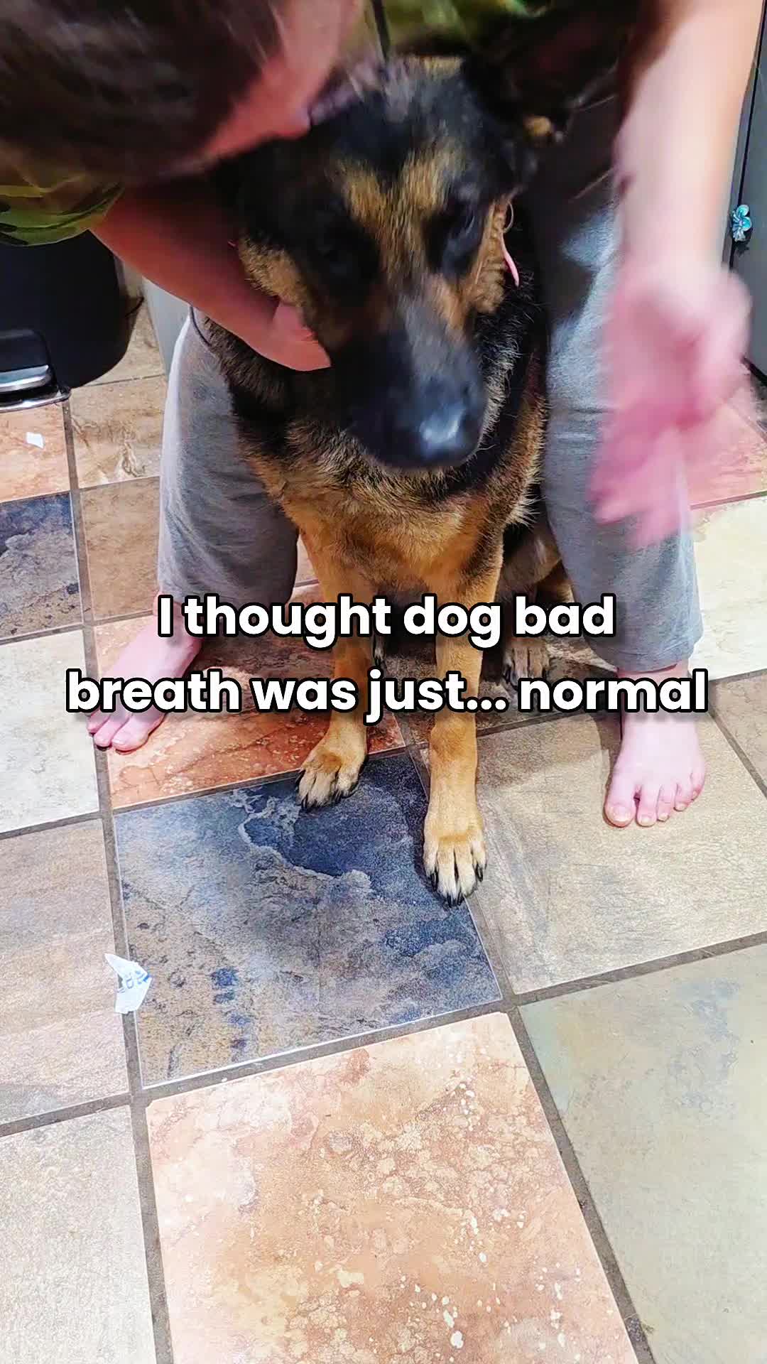 TikTok post by @nerdyangel2kx for Native Pet. Caption reads: @Native Pet #dogsoftiktok #dogs #dogtok [...].