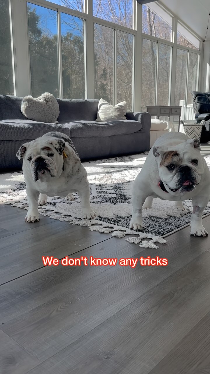 Instagram post by @eggnogthebulldog for Stella & Chewy's. Caption reads: Memory loss or Mom manipulation? 😂 We don’t work....