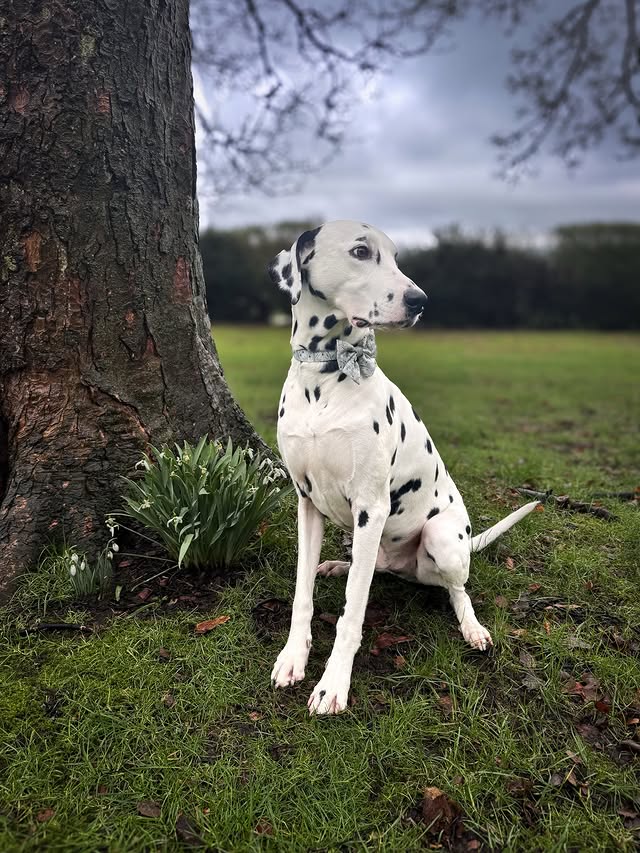 Instagram post by @smudgeandpeanut for Scrumbles. Caption reads: [...] project 🤎🐾 7. Wet food treats @scrumbles....