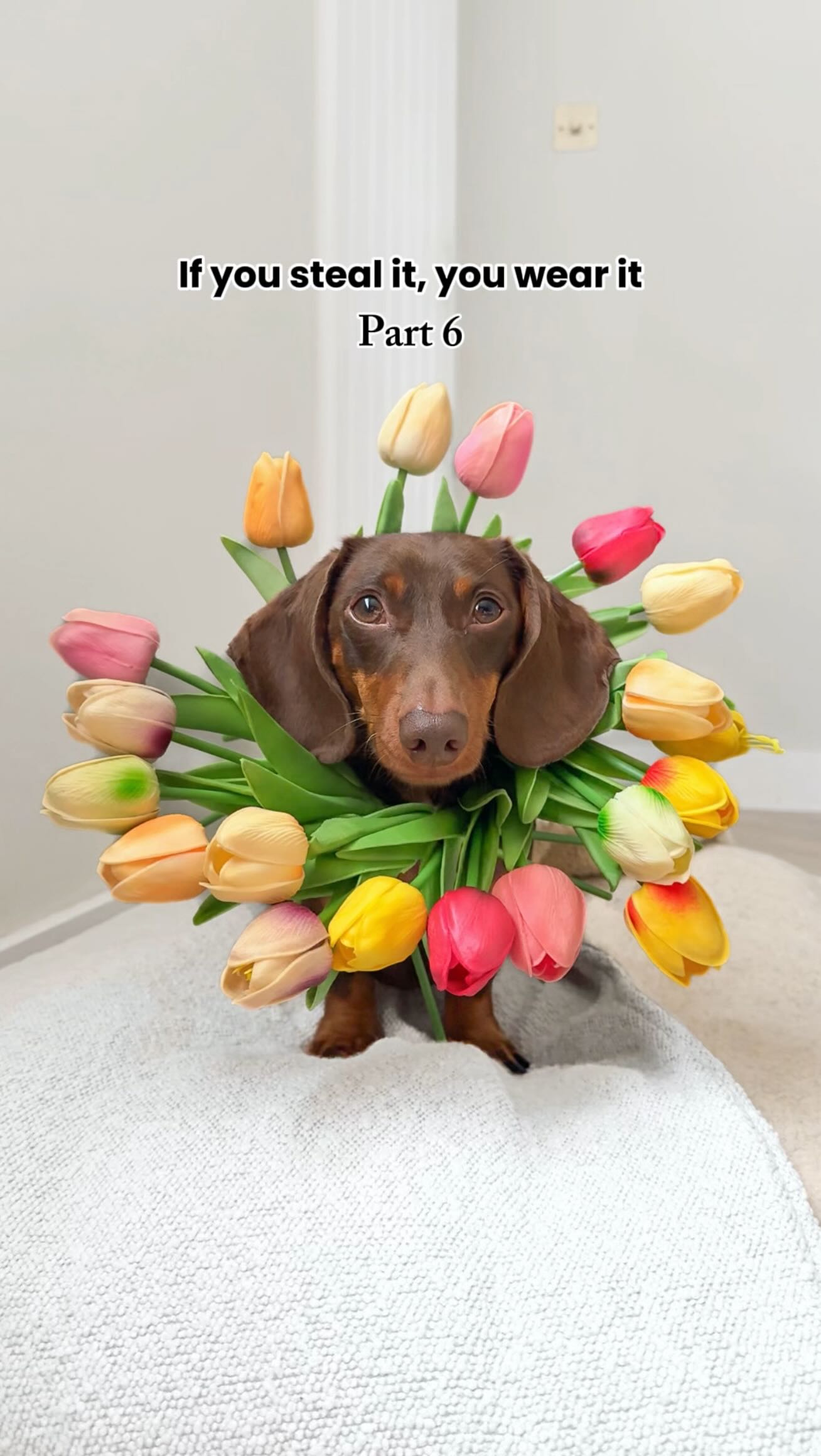 Instagram post by @linkthesausage_ for WeRateDogs. Caption reads: Someone get me a modelling contract 💅🏻....