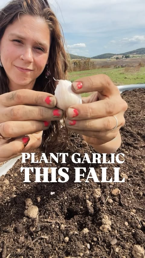 Instagram post by @thatmodernhippy for Vego Garden. Caption reads: You can buy seed garlic, which is garlic....