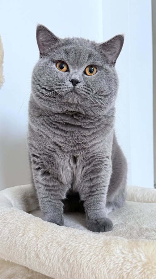 Instagram post by @sammyalourenco for Petkit. Caption reads: AD | #PETKITPartner
This machine seriously changed....