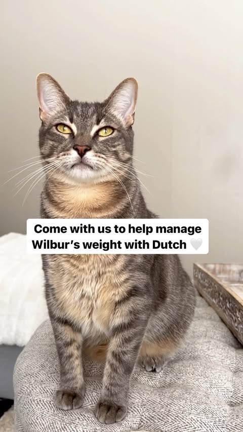 Instagram post by @wil_and_tuffrescuecats for Dutch. Caption reads: [...] for Wilbur’s vet appointment with....