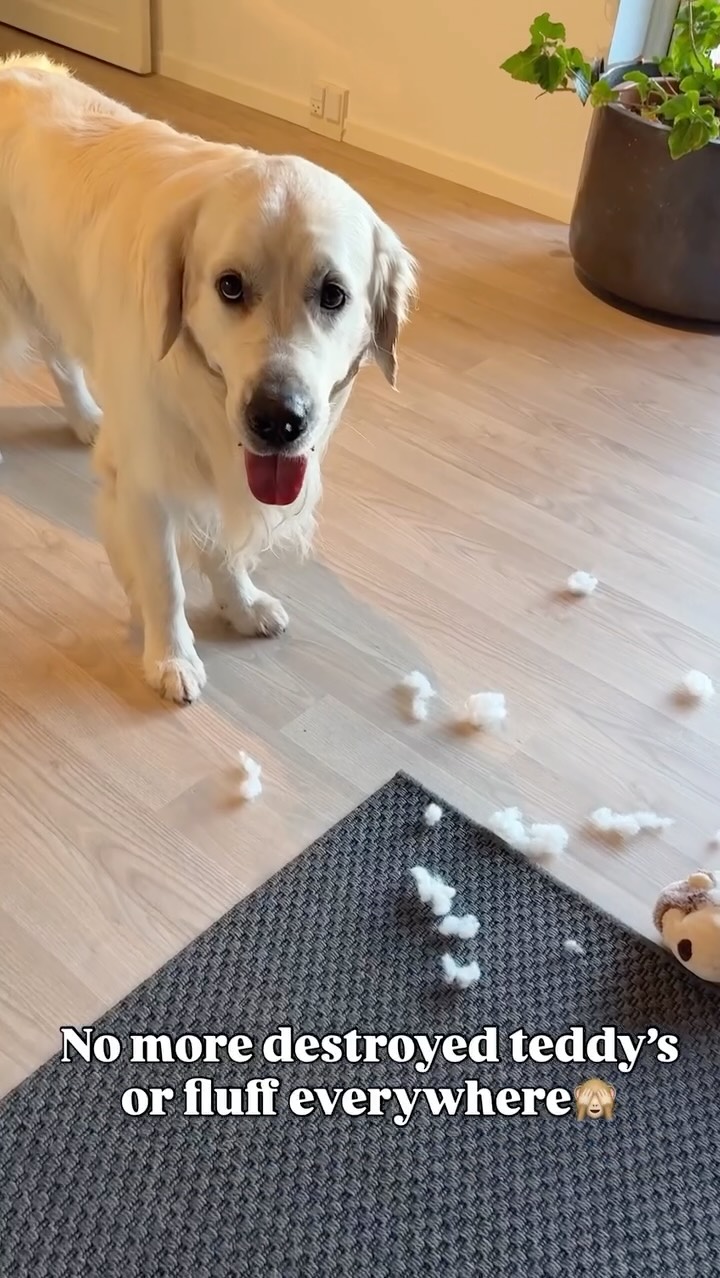 Instagram post by @hubertthegoldenretriever for Cheerble. Caption reads: |AD| We have tried out a new toy from....