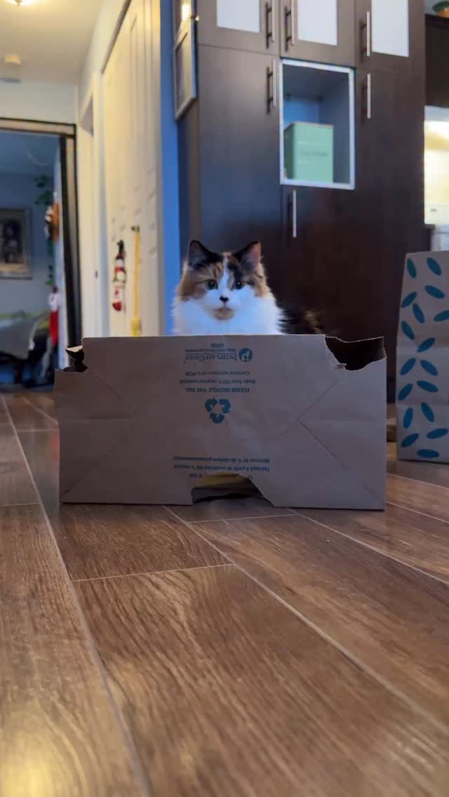 Instagram post by @theoreocatofficial for Barilla. Caption reads: I know Olive’s my daughter because she gets as....