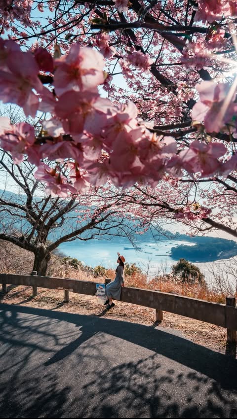 Instagram post by @hakuchuu1882 for Hasselblad. Caption reads: [...] 広角で撮る河津桜。 ハイアングルからF値大きめで全景の桜もくっきりと、 ・....