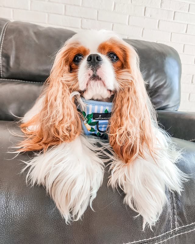 Instagram post by @thehuggablecav for Cavology. Caption reads: Exsqueeze us, did you see @cavologybrand released....