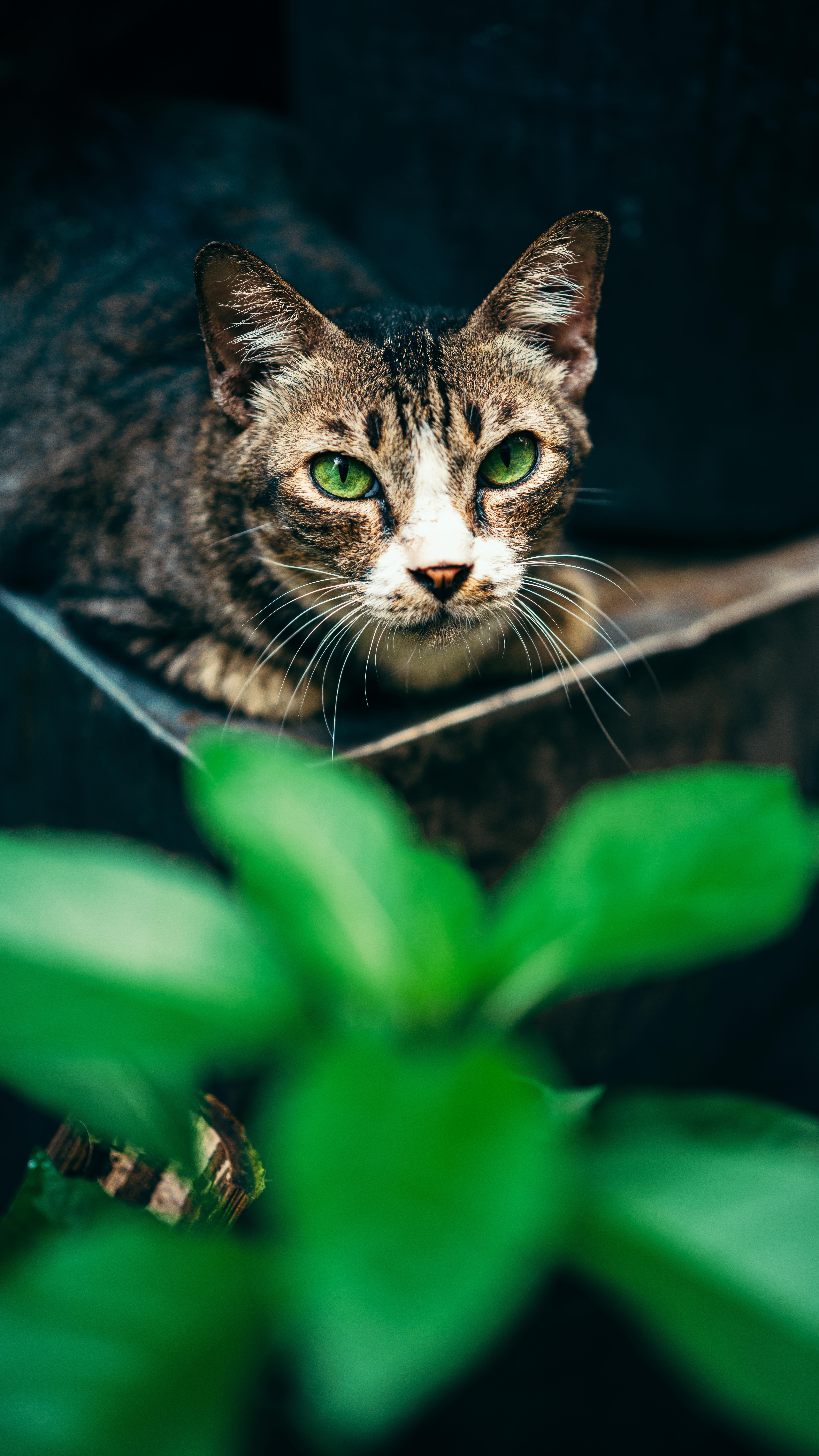 Instagram post by @maciejsphotos for Hasselblad. Caption reads: The Art of 100 megapixels on the Hasselblad X2D....