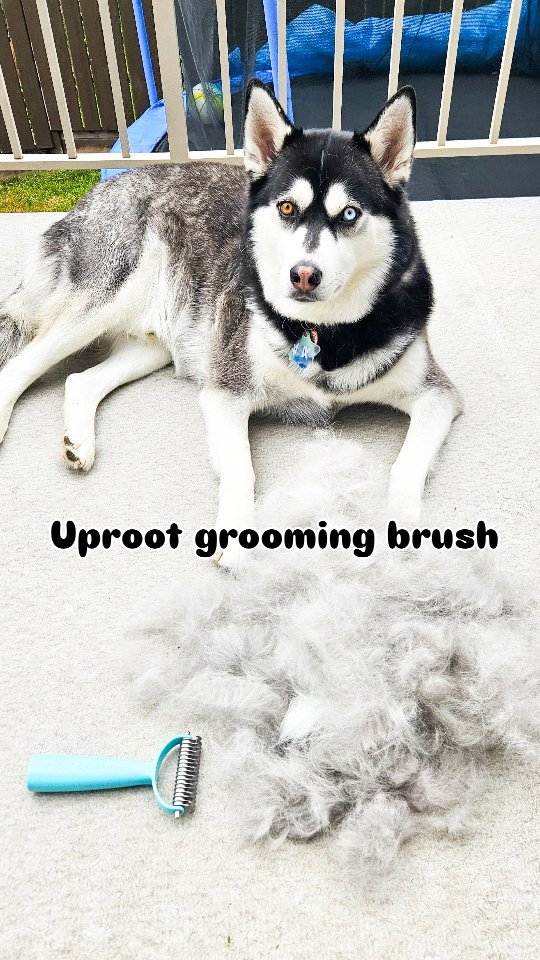 Instagram post by @mistermaxthehusky for Uproot Clean. Caption reads: [...] 2x a day to keep up with us. hehe.....
