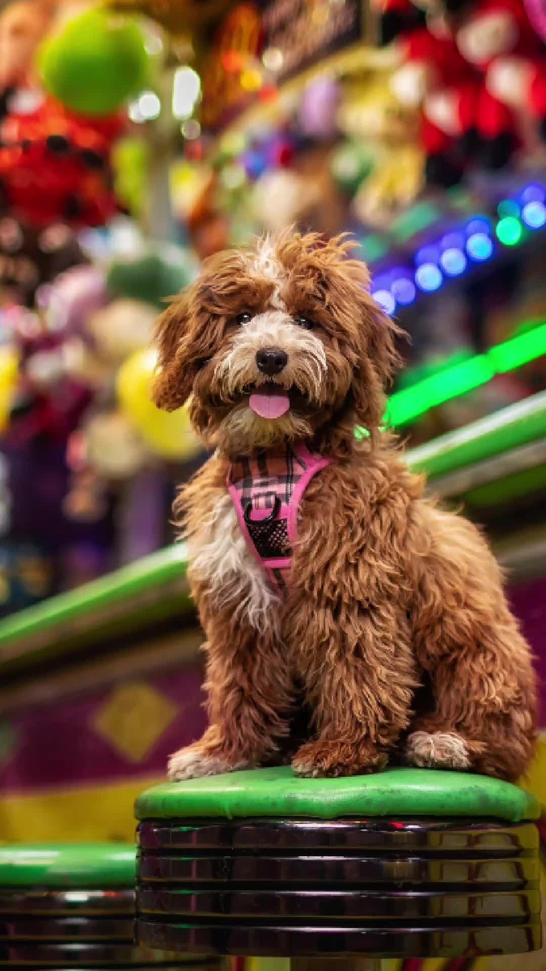 Instagram post by @dogbreathphotography for Wacom. Caption reads: [...] @dogbreathphotography 💛 ⁣
⁣
With her Wacom....