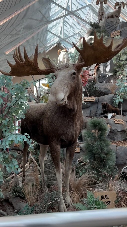 Instagram post by @danielle_halverson for SCHEELS. Caption reads: [...] to gearing up for my big game hunts, Scheels....