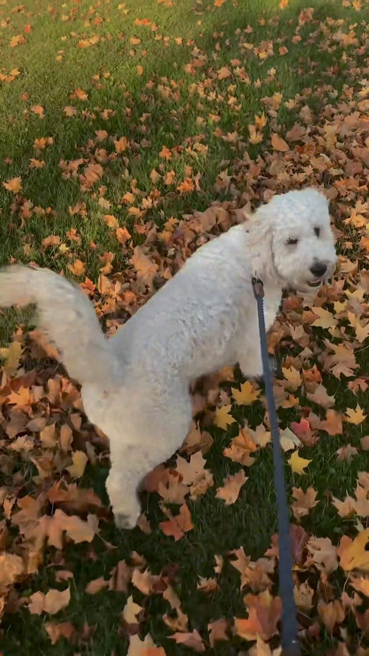 Instagram post by @maddiecook1200 for Natural Dog Company. Caption reads: Keeping Finn healthy and full of energy has never....