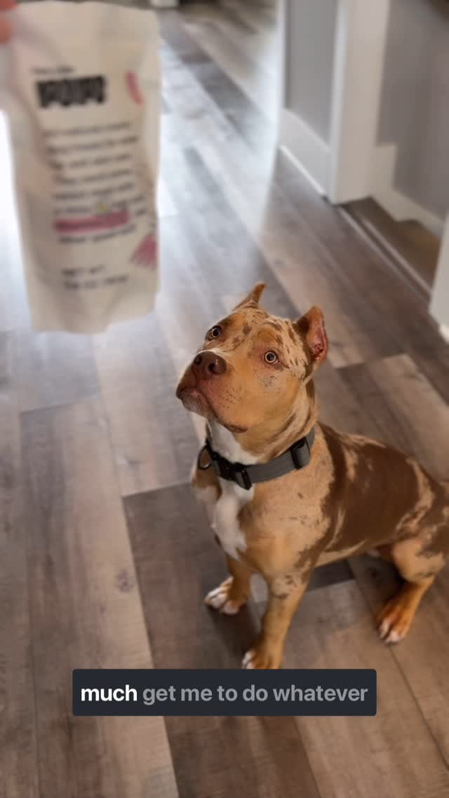 Instagram post by @maverick.bully for Petcube. Caption reads: Maverick thinks it’s ✨ MAGIC ✨ 
His obsession with....