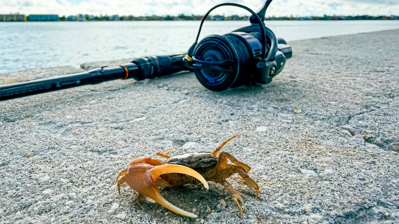 YouTube post by @Thonny for Piscifun. Caption reads: Sheepshead Fishing is Hard Until You Learn This |....
