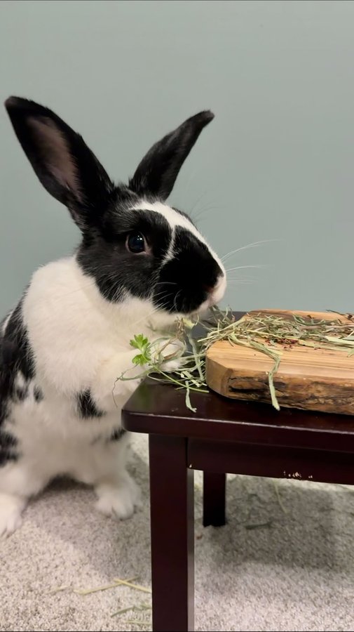Instagram post by @oreo.thebunnyrabbit for Oxbow Animal Health. Caption reads: Don’t ask us how long it took to cut out those....