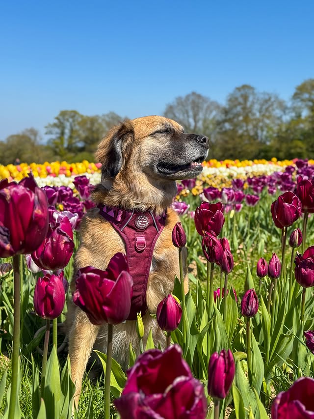 Instagram post by @kali.new.moon for Pawsome Paws Boutique. Caption reads: [...] spring? Groundbreaking —- Wearing....