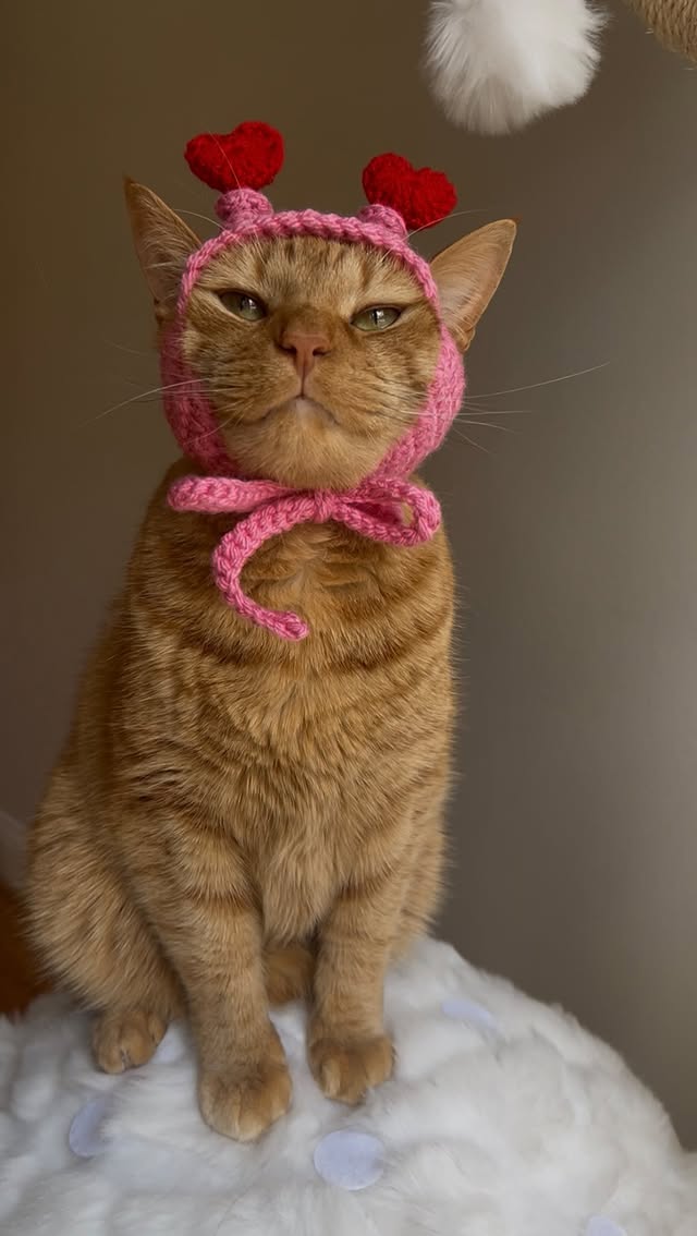 Instagram post by @hats_on_cats_ for Caydo. Caption reads: Purrfection ✨💖✨ #ad I used the Caydo Automatic....