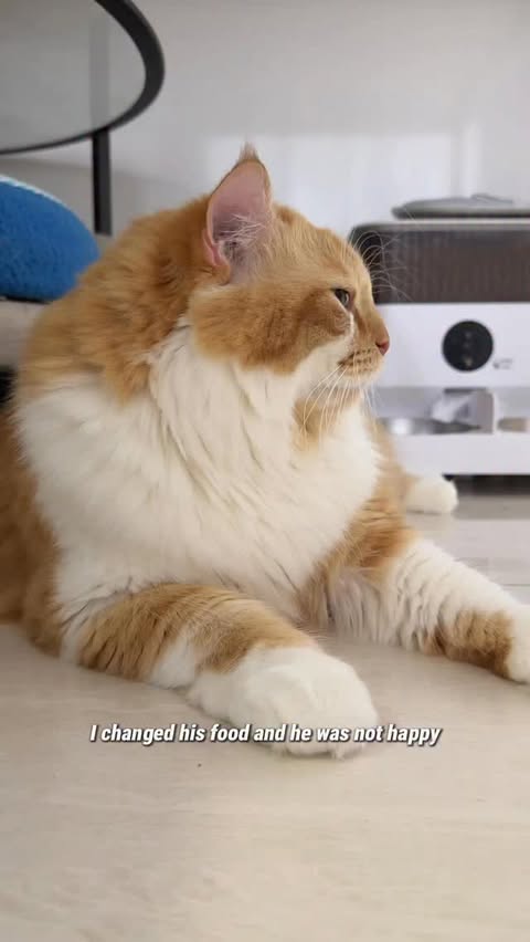 Instagram post by @nekokeikochan for Pawjourr. Caption reads: [...] profile and head to the link in bio)....