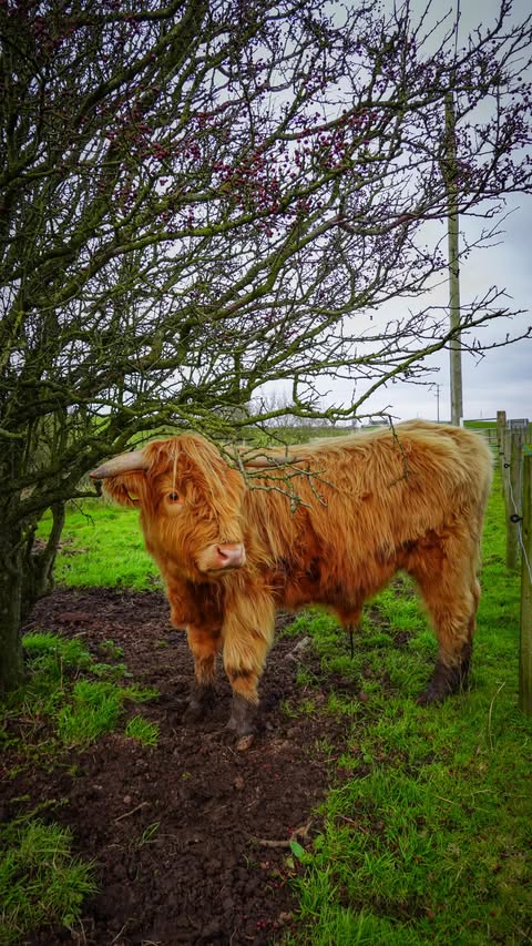 Instagram post by @coorieretreats for Unlimited Scotland. Caption reads: One of our best staycations yet was definitely....